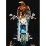 Greeting Card Collection by Jane Ford Blue Angel - Harley Davison with Golden Eagle Cards from Barewall Art Gallery