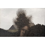 Head and Tree 1968 Oil by Jack Simcock by Barewall