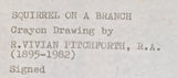 Squirrel on a Branch Drawing c1940s by Vivian Pitchforth RA by Barewall