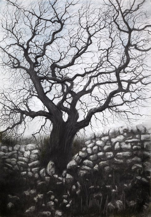 DB2474 Moorland Tree A5 signed ltd edition print by David Brammeld by Barewall