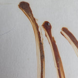 Strawing III 1970 by Sandra Blow RA