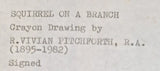 Squirrel on a Branch Drawing c1940s by Vivian Pitchforth RA Original Art from Barewall Art Gallery
