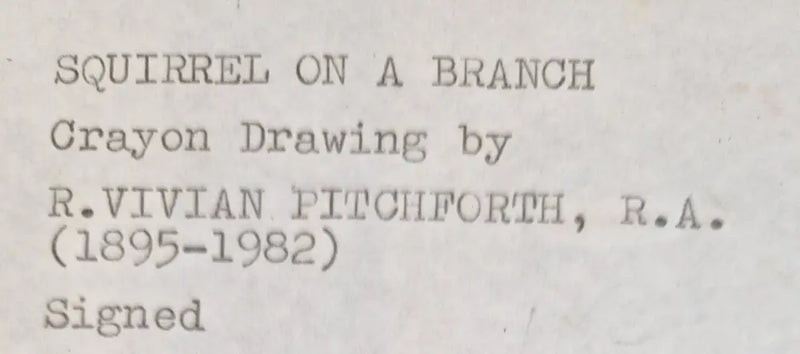 Squirrel on a Branch Drawing c1940s by Vivian Pitchforth RA Original Art from Barewall Art Gallery